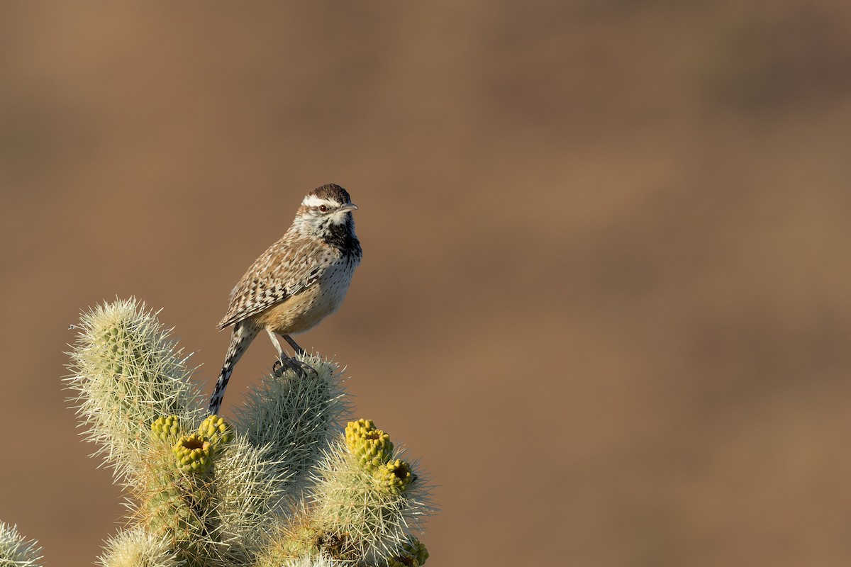 Troglodyte des cactus - ML647115463