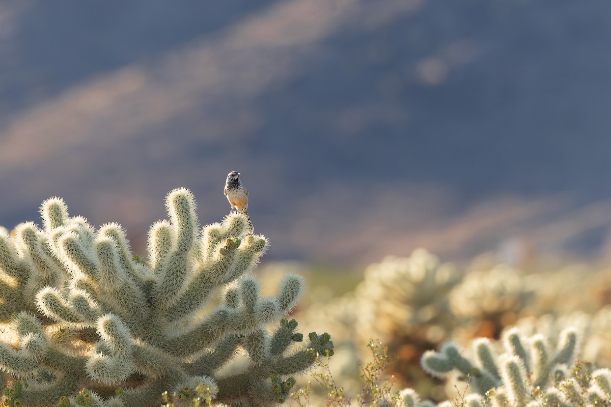 Troglodyte des cactus - ML647115464