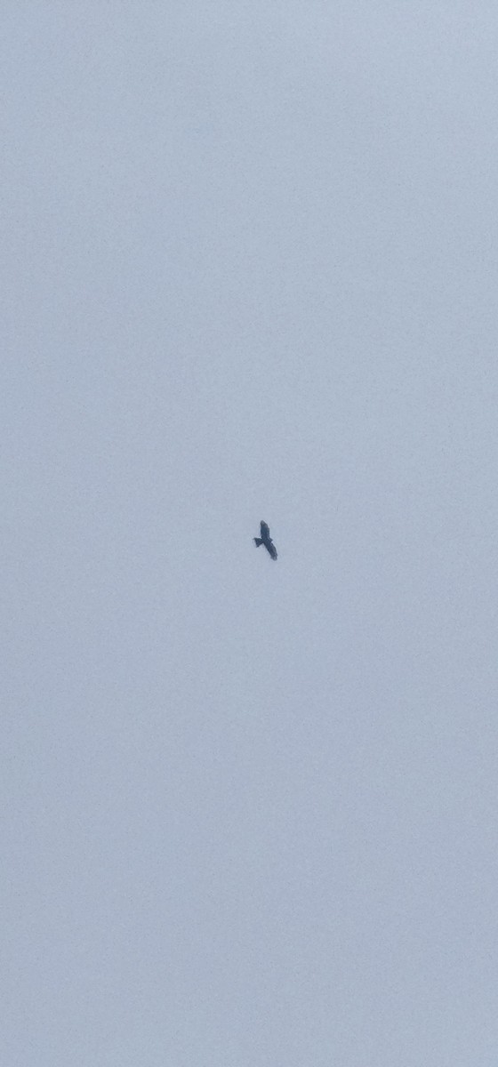 Buse variable - ML647115465