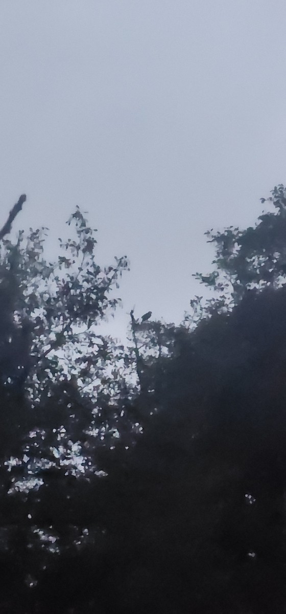 Buse variable - ML647115466