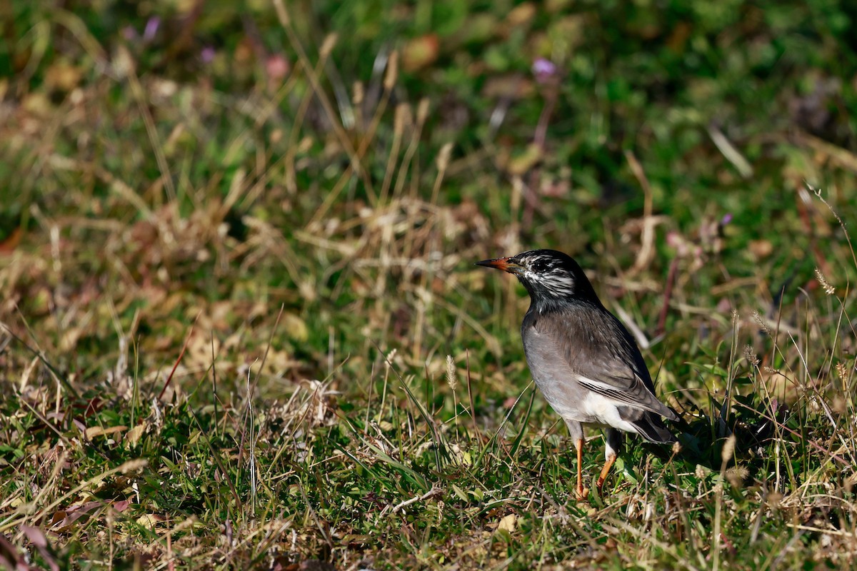 sotstær - ML647115467
