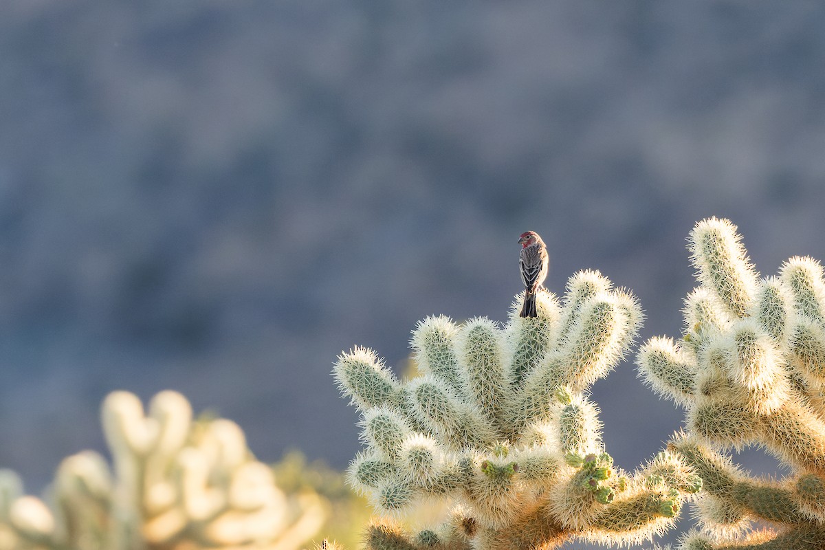 House Finch - ML647115468