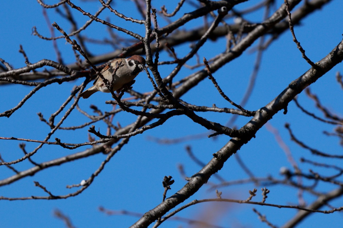 pilfink - ML647115469