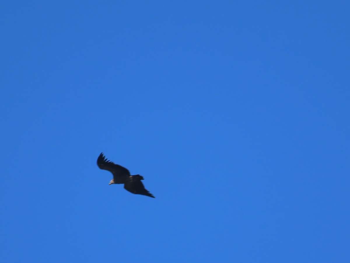 Vautour de l'Himalaya - ML647115470