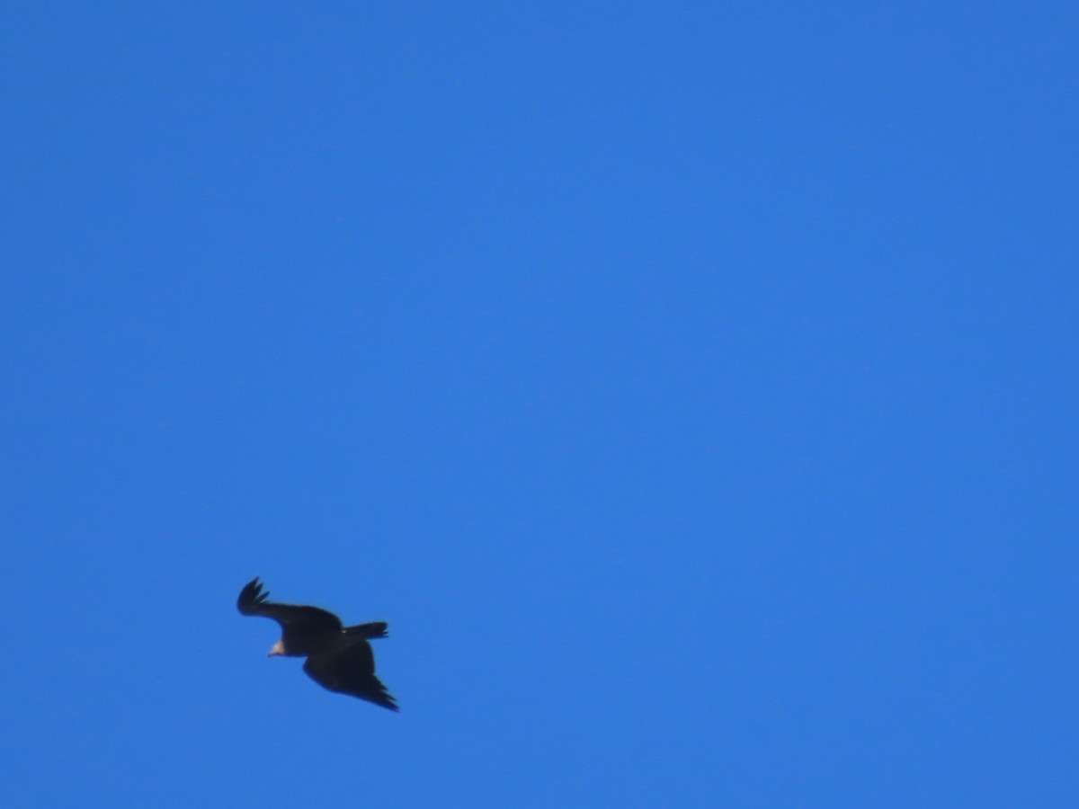 Vautour de l'Himalaya - ML647115473