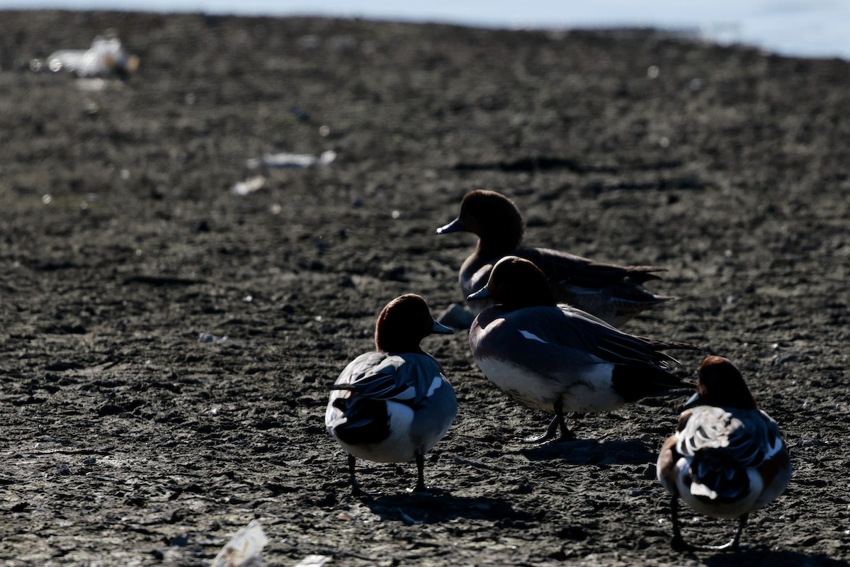 brunnakke - ML647115474