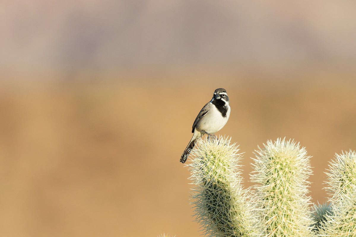 Bruant à gorge noire - ML647115475