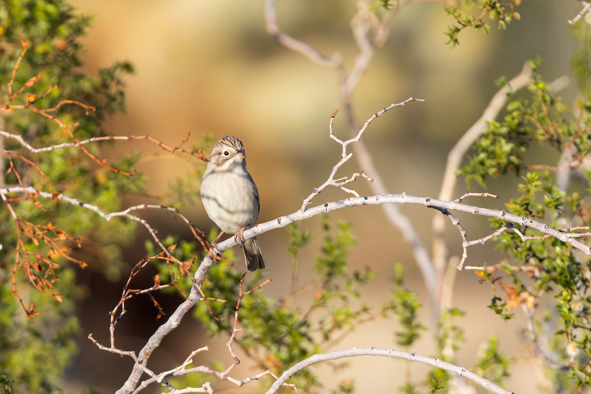 Bruant de Brewer - ML647115477