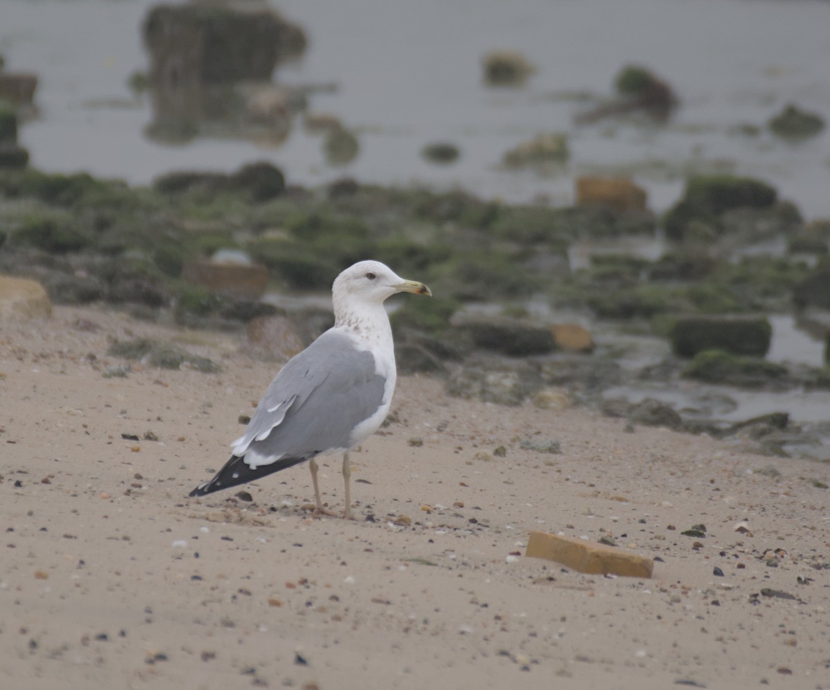 goéland ou mouette sp. - ML647115478