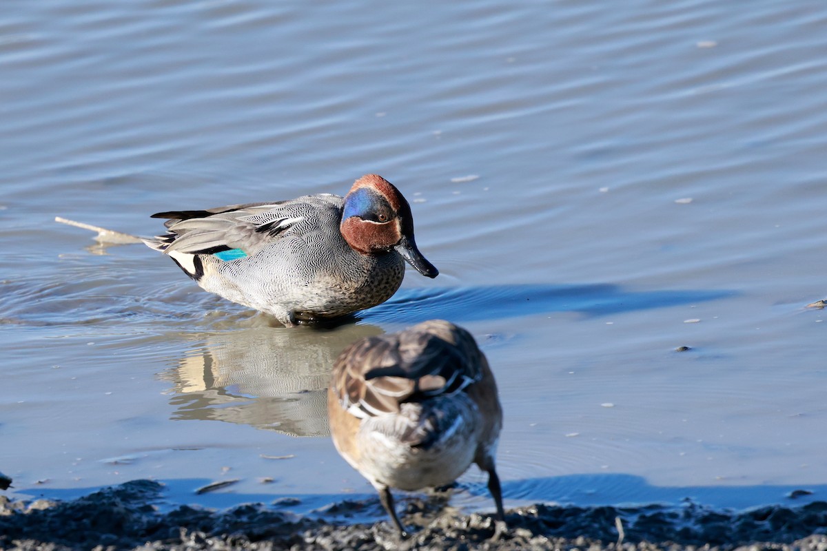 krikkand - ML647115479