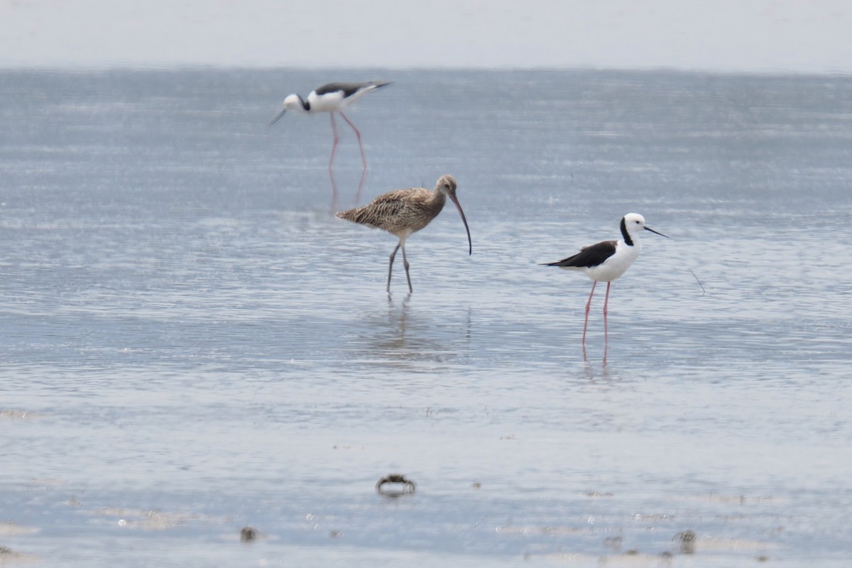 Courlis de Sibérie - ML647115481