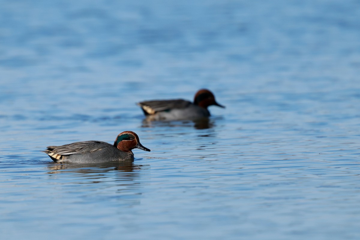 krikkand - ML647115482