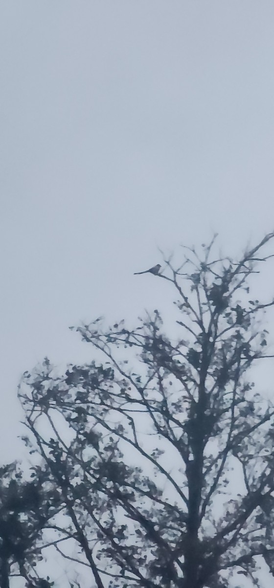 Pie bavarde - ML647115483