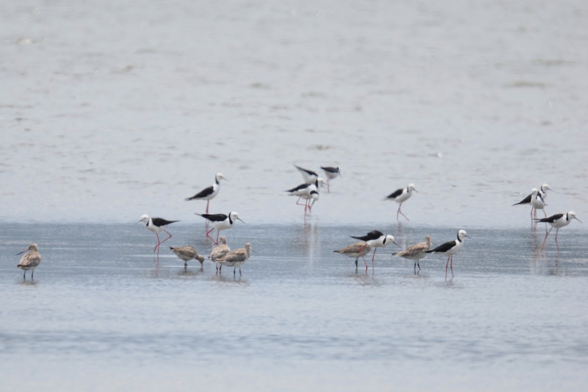 Barge rousse - ML647115485