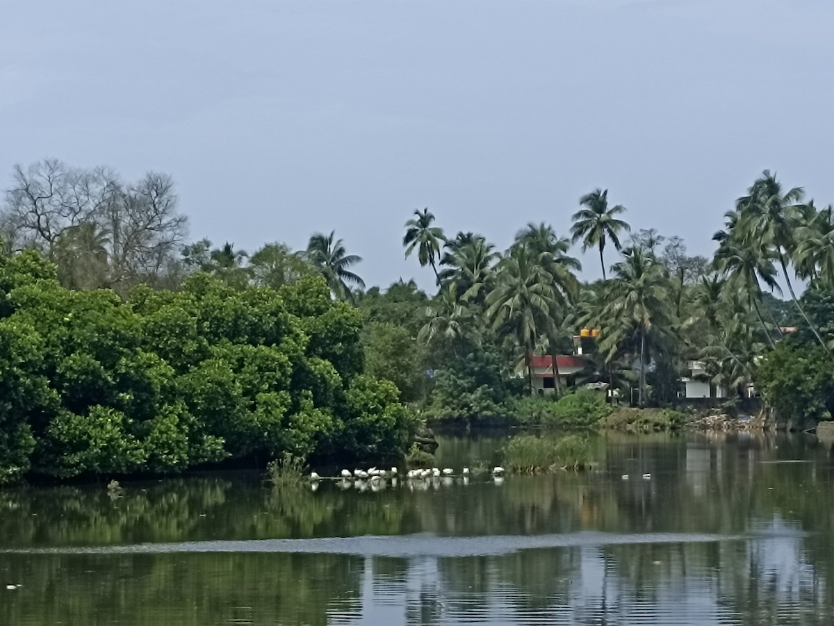 Ibis à tête noire - ML647115488