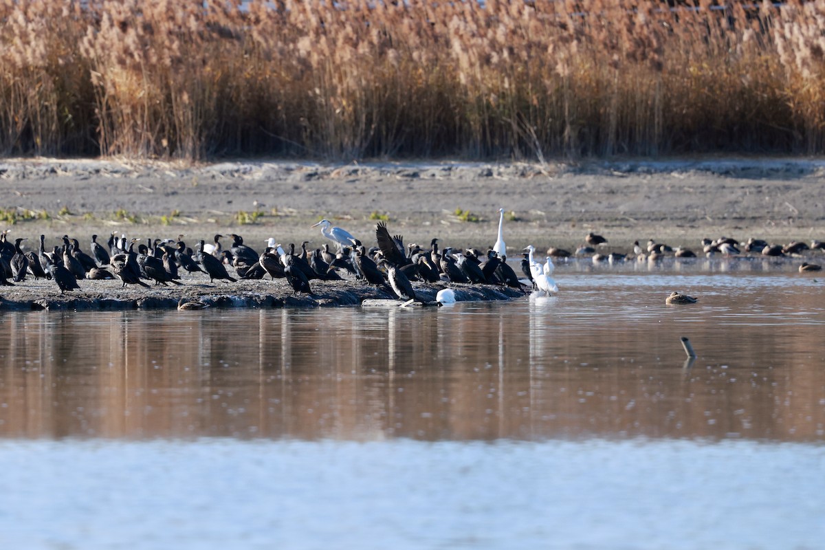 storskarv - ML647115489