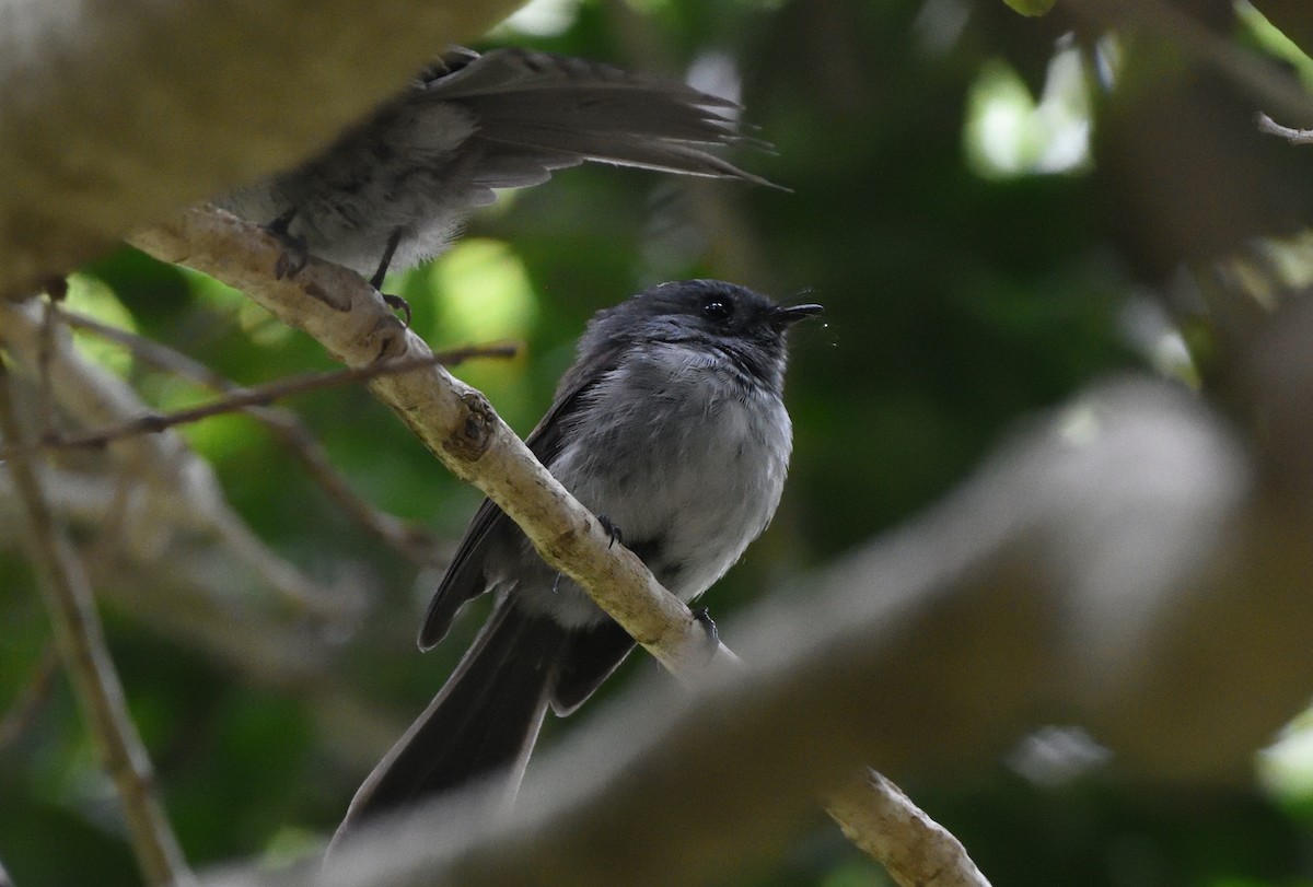 African Crested Flycatcher - ML647115492