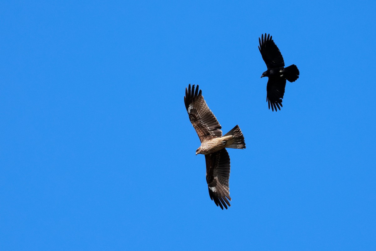 svartkråke - ML647115493