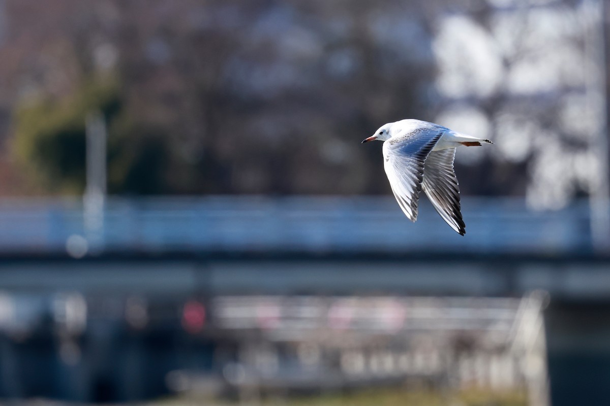 hettemåke - ML647115494