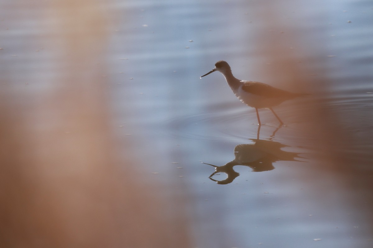 stylteløper - ML647115497