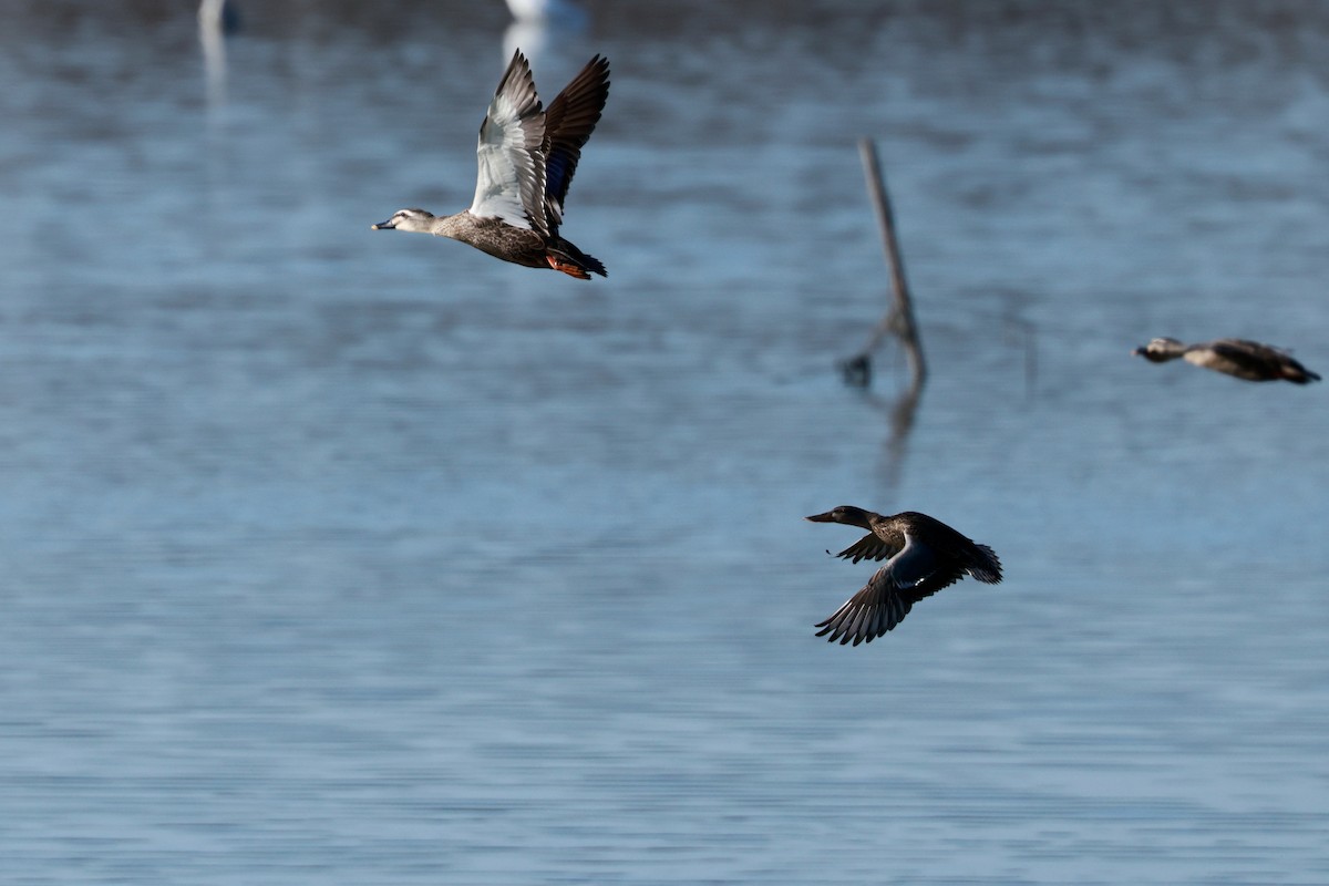 skjeand - ML647115500