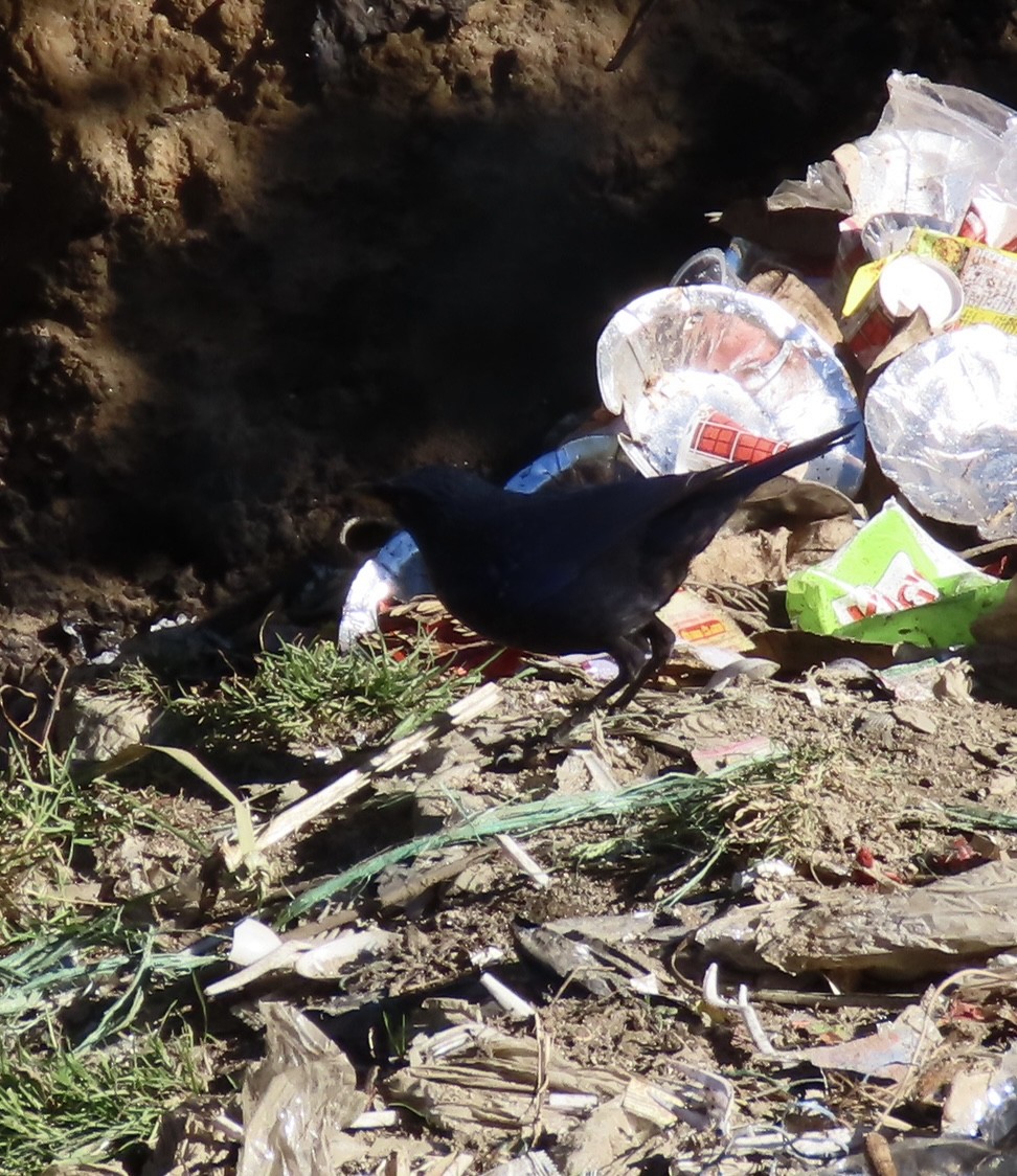 modravec siný - ML647115510