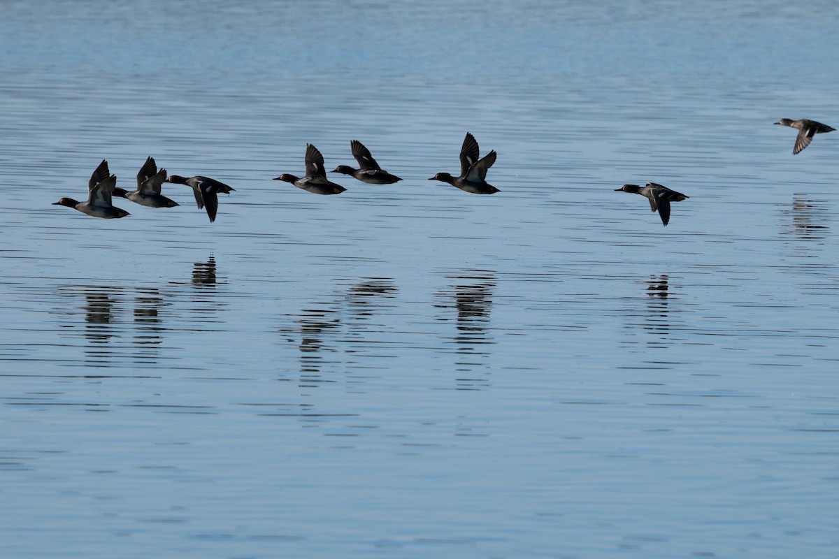 krikkand - ML647115511