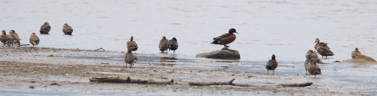 Chestnut Teal - ML647115516