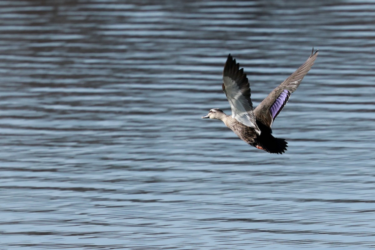 kinaand - ML647115518