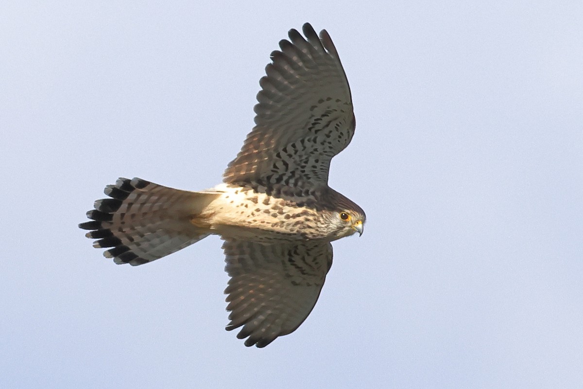 tårnfalk - ML647115519