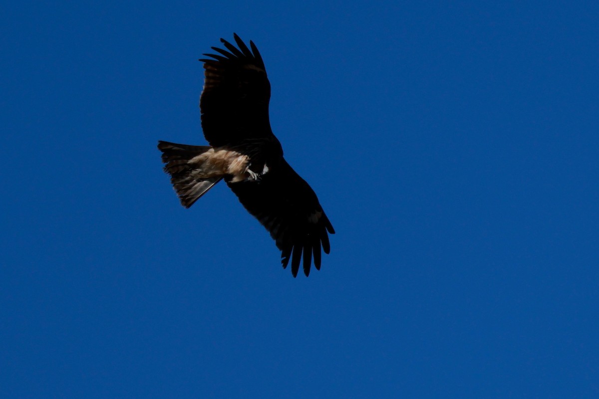 svartglente - ML647115521