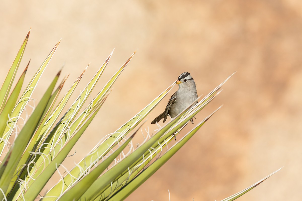 strnadec bělopásý - ML647115522
