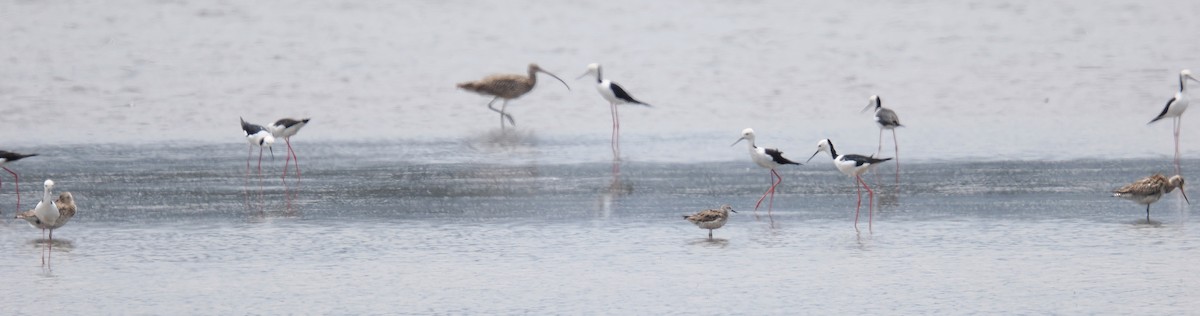חופית להקנית - ML647115527