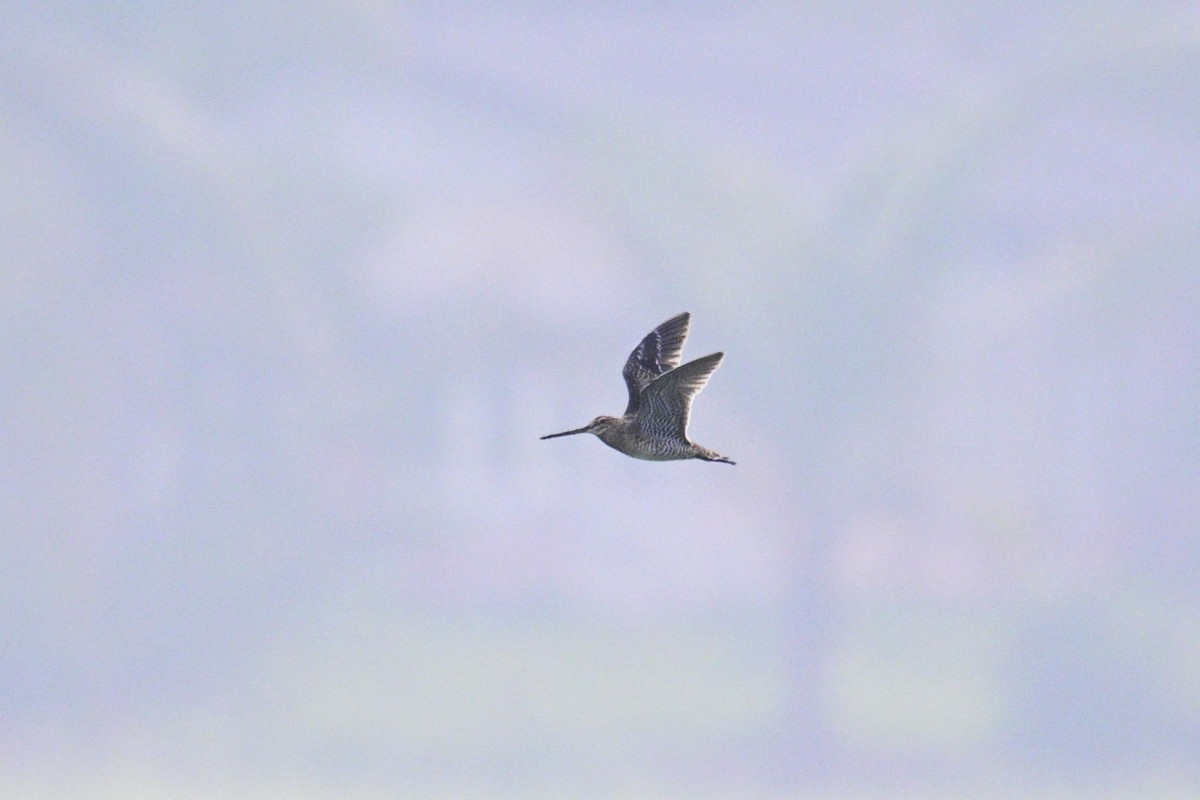 ハリオシギ - ML647115531