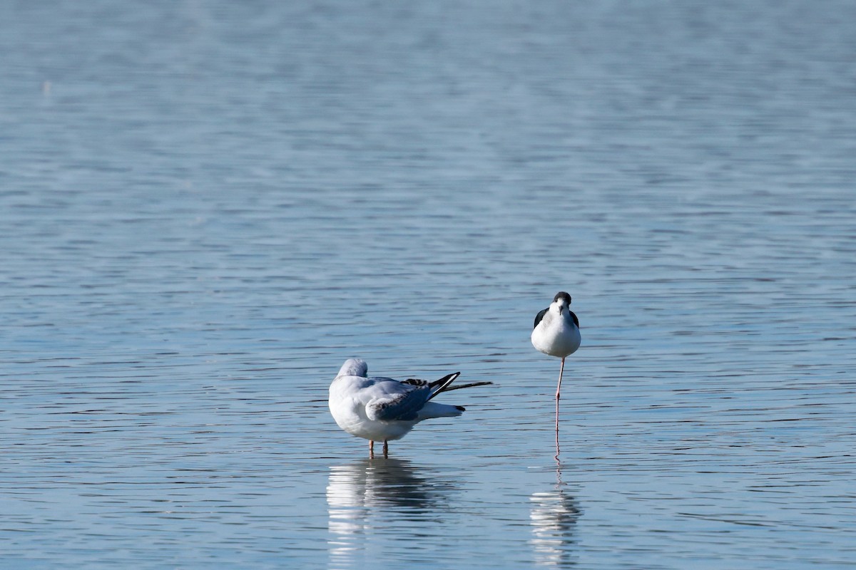 stylteløper - ML647115532