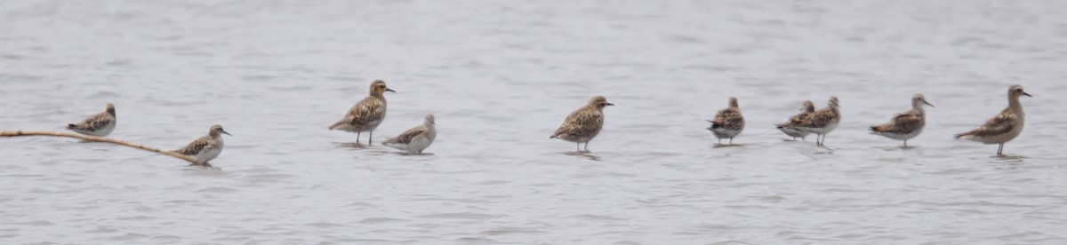 Pacific Golden-Plover - ML647115537