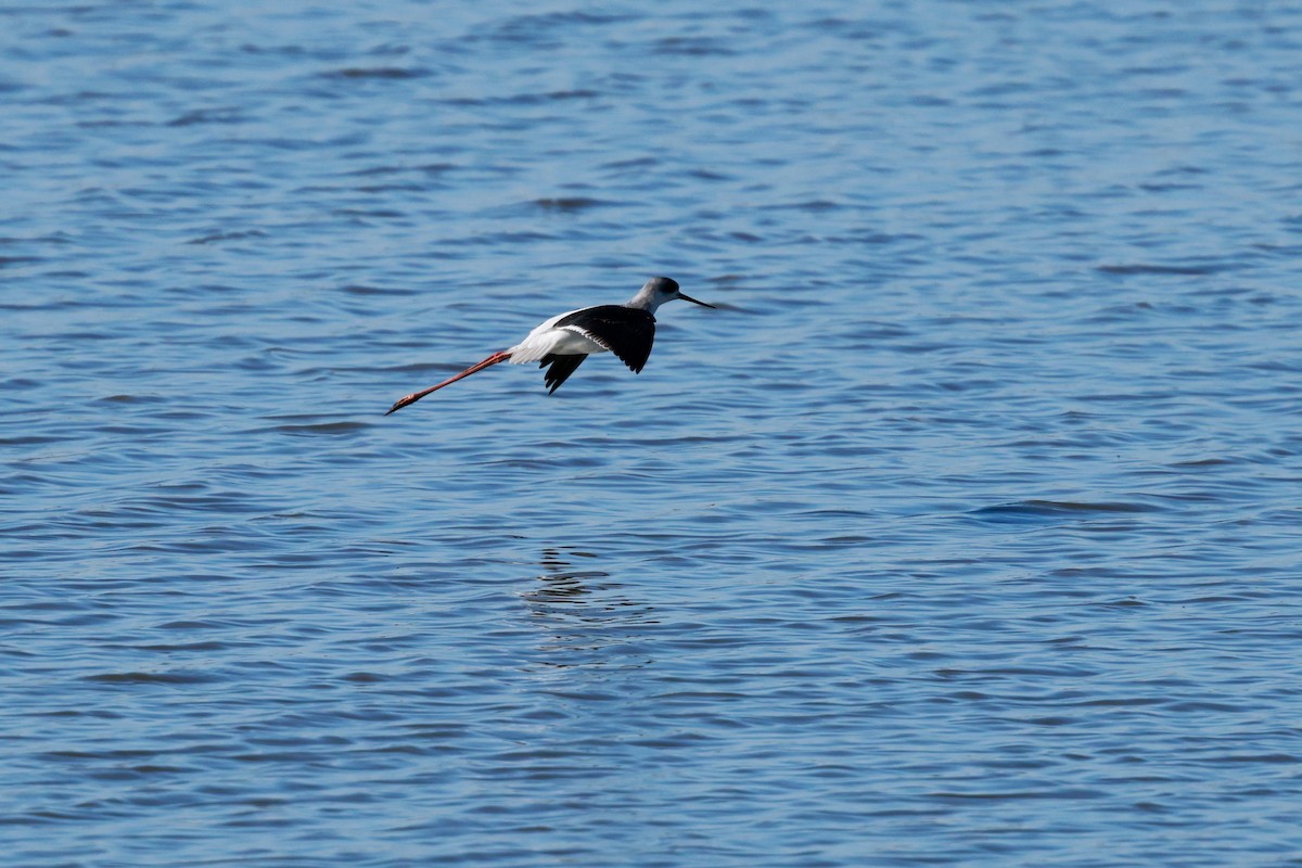 stylteløper - ML647115538