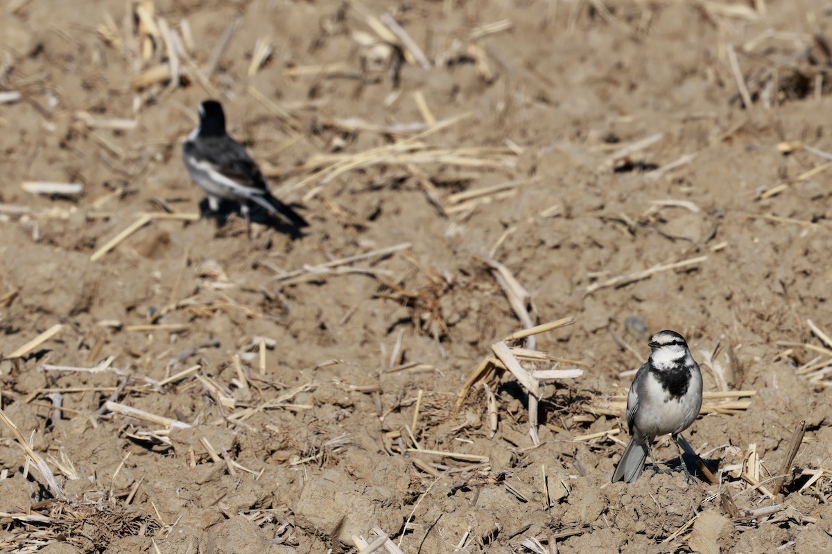 White Wagtail - ML647115541
