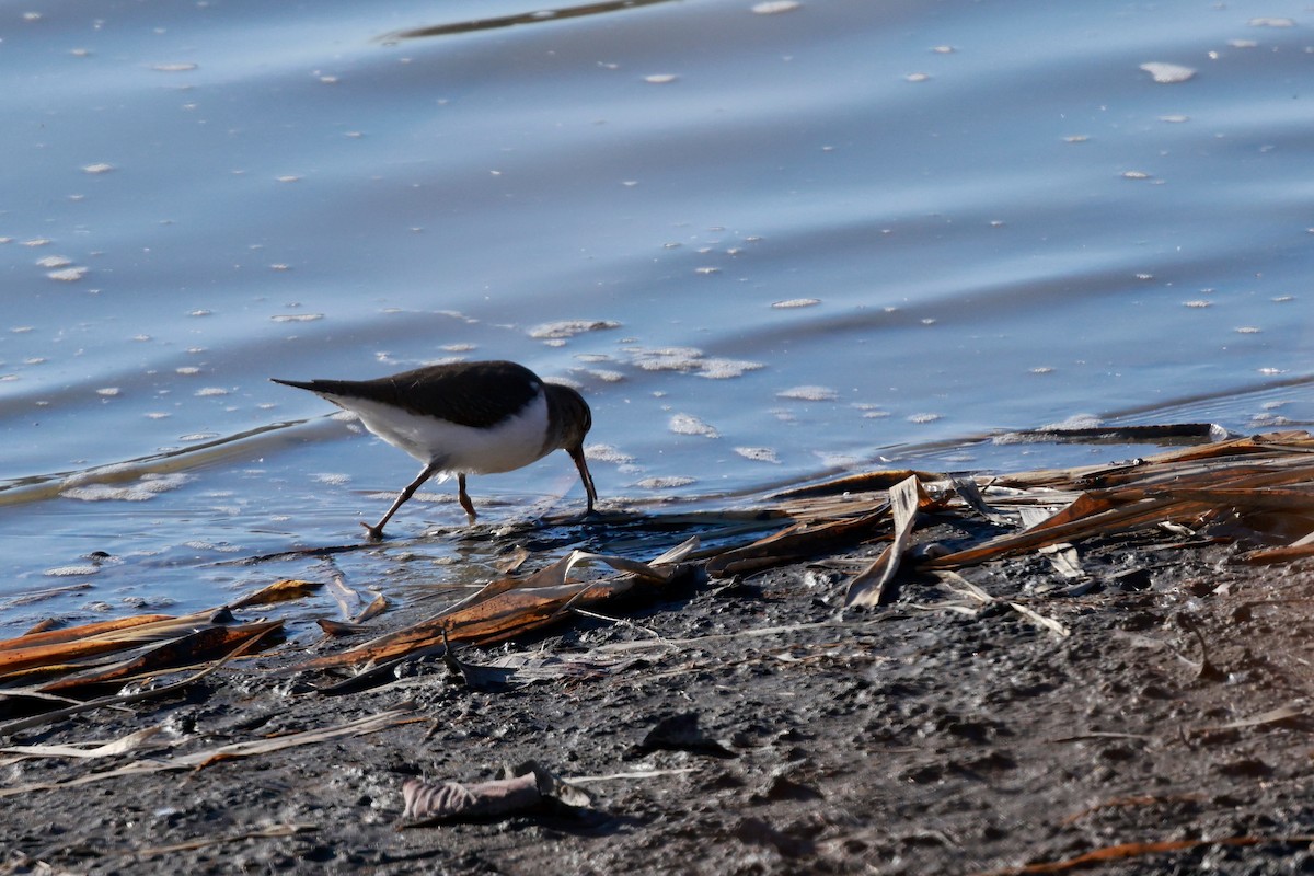 strandsnipe - ML647115542