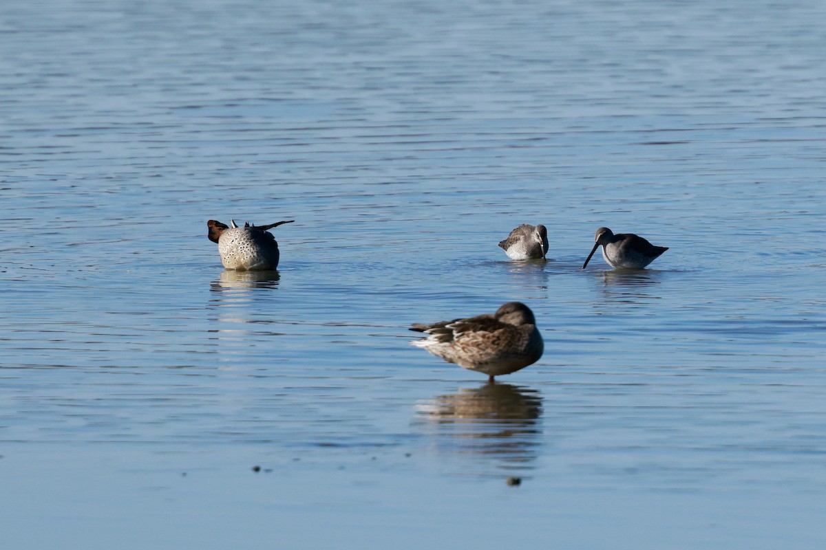 langnebbekkasinsnipe - ML647115545