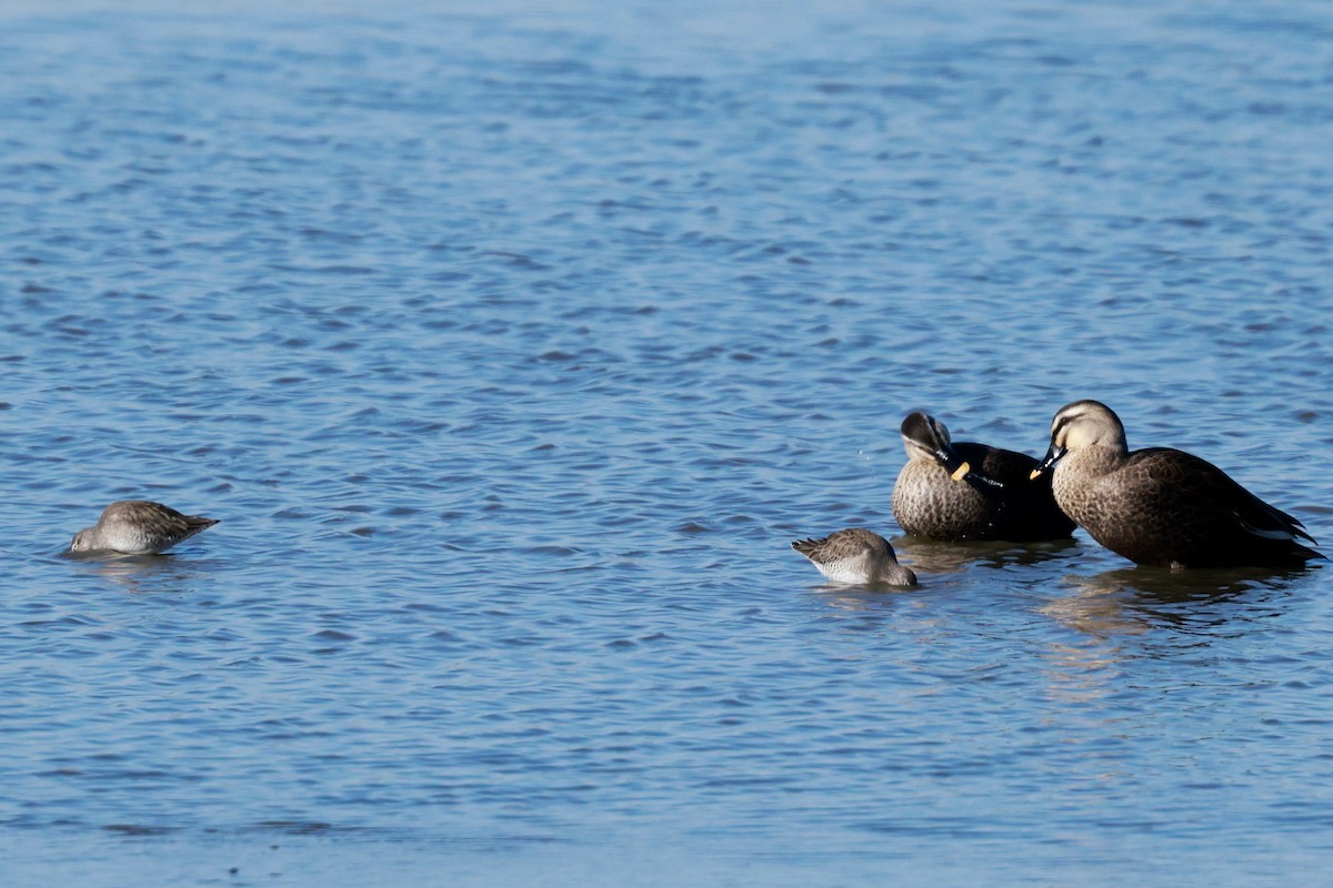 langnebbekkasinsnipe - ML647115546