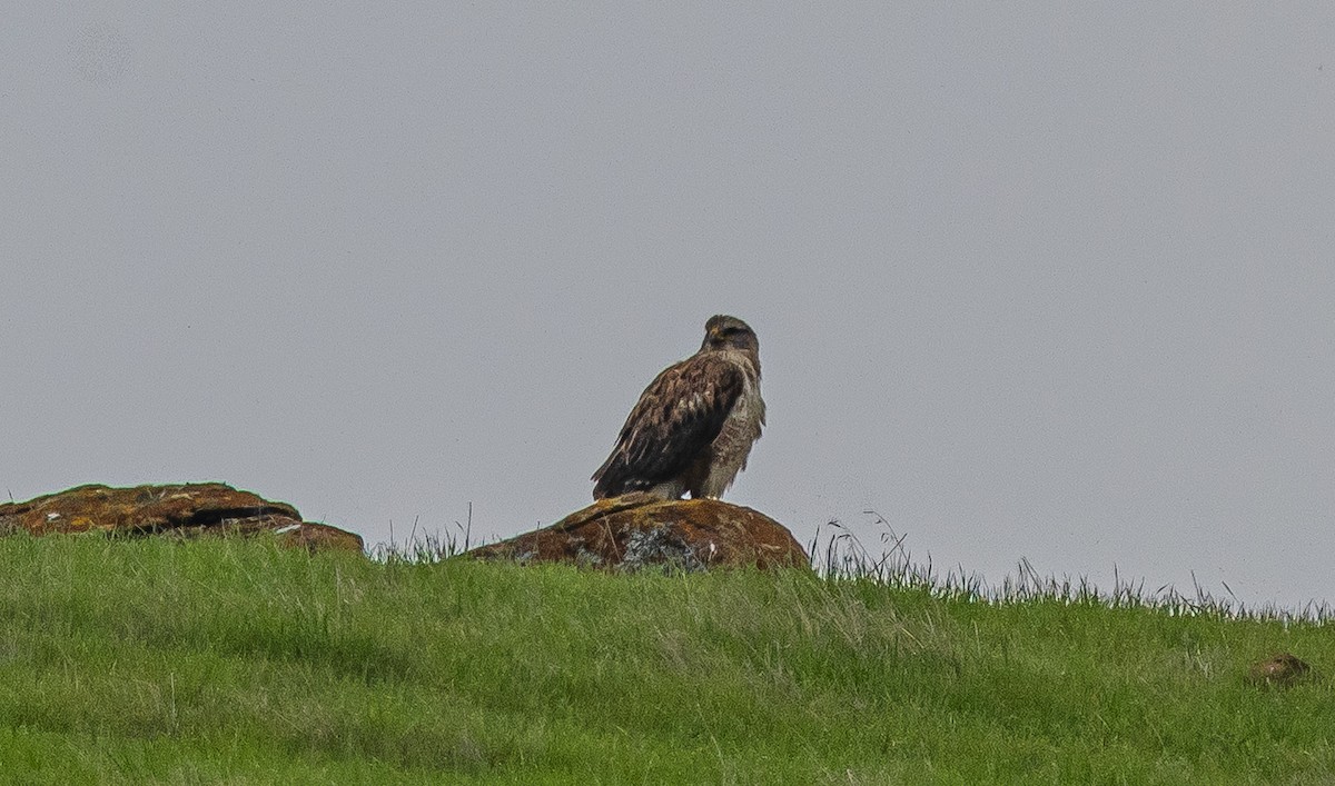 Ferruginous Hawk - ML647115560