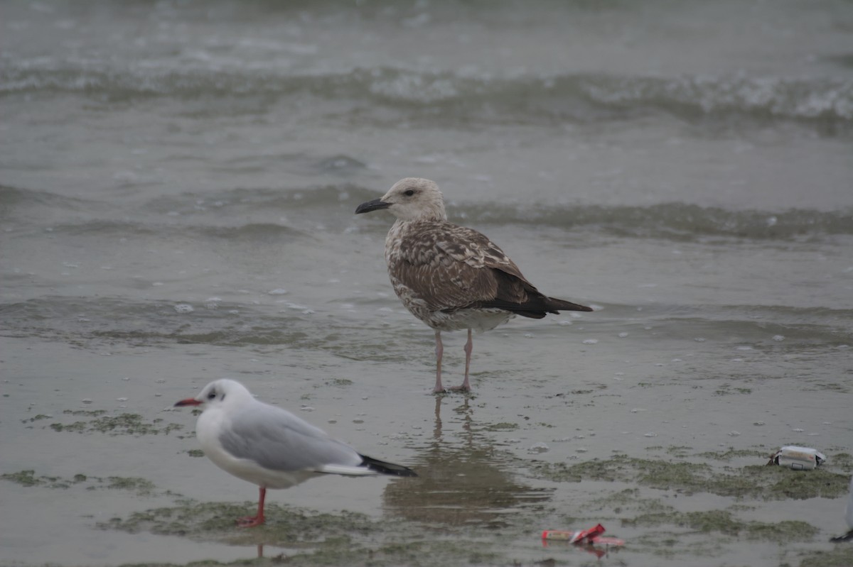 чайка sp. - ML647115564