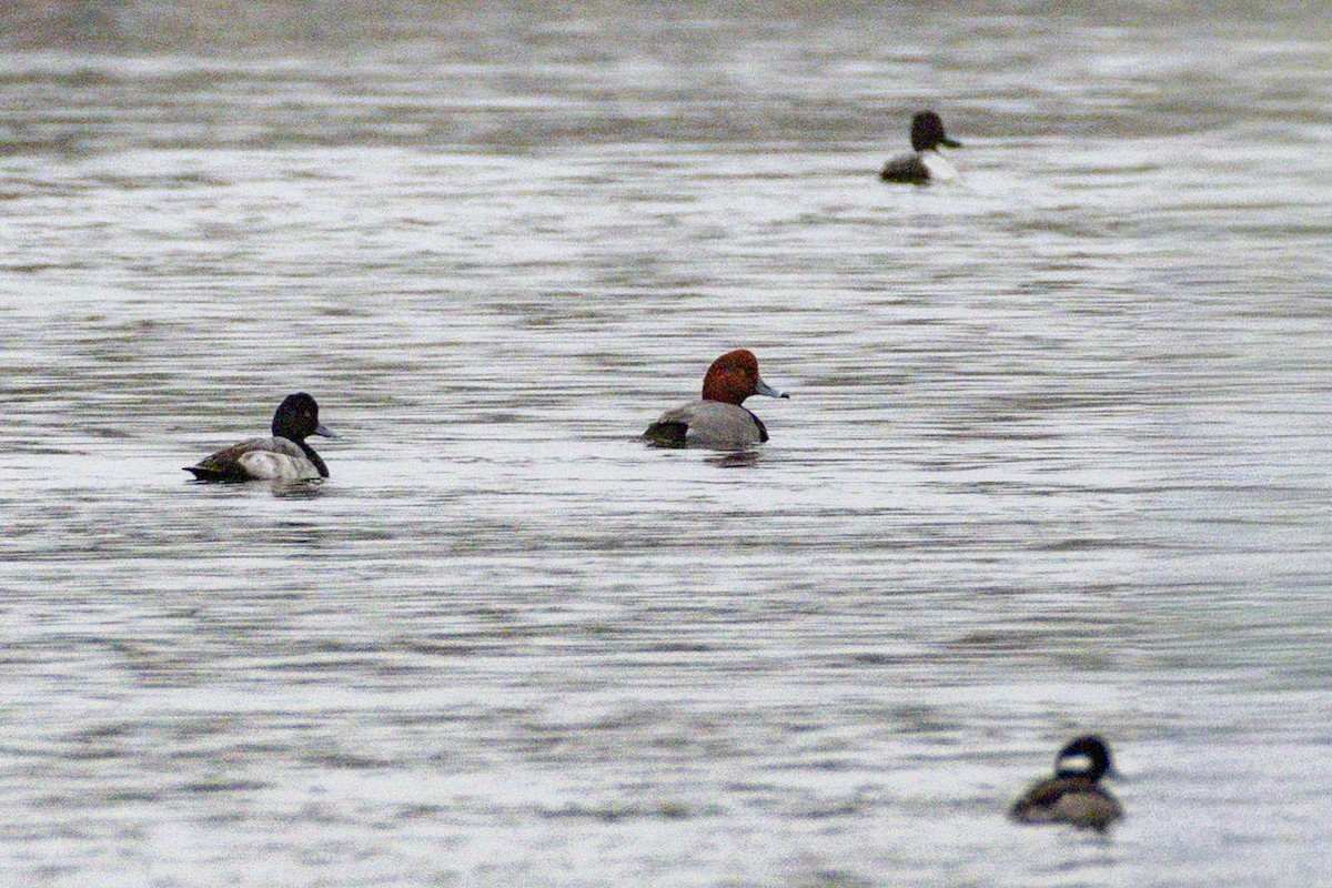 Redhead - ML647115582