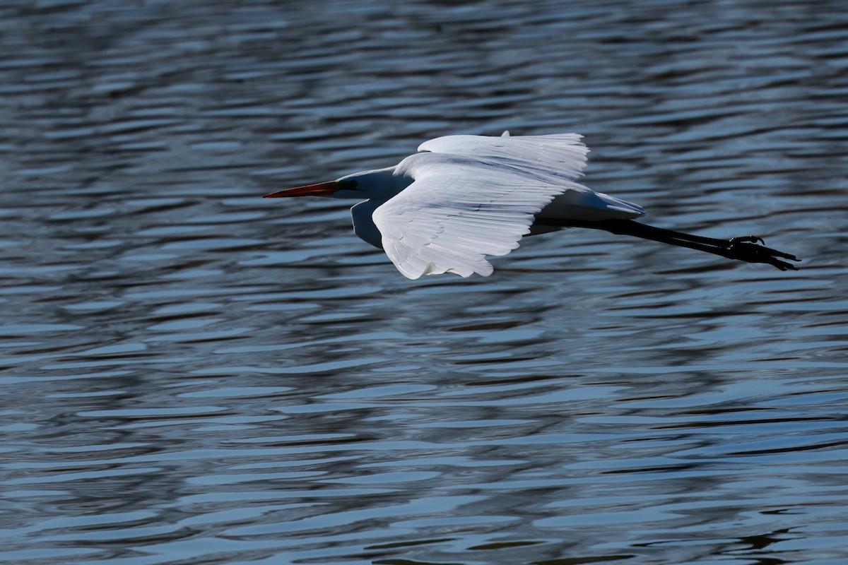 egretthegre - ML647115585