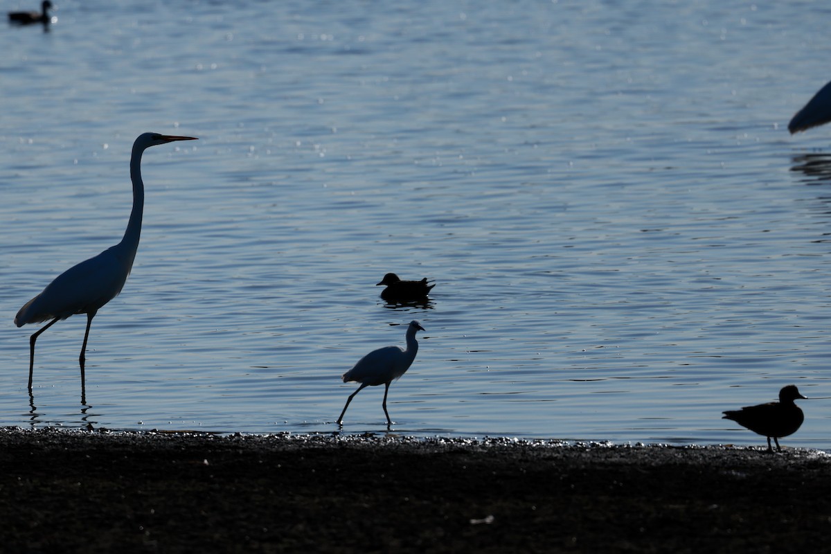 silkehegre - ML647115597