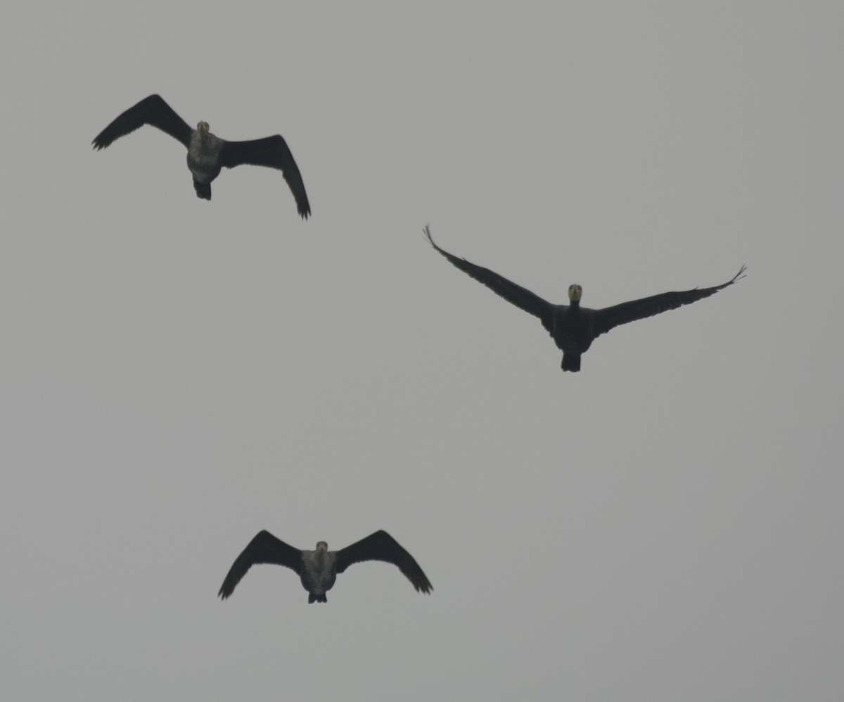 Cormorán Grande - ML647115598