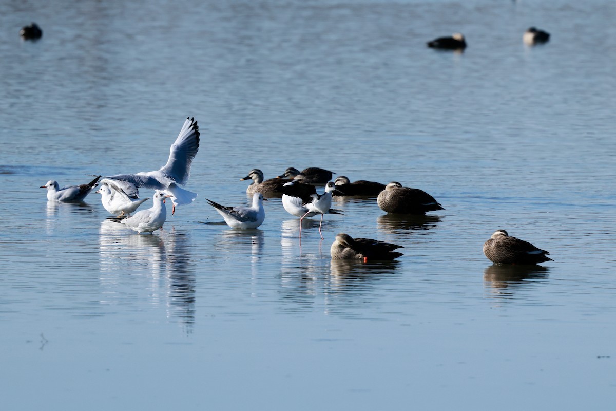 hettemåke - ML647115609