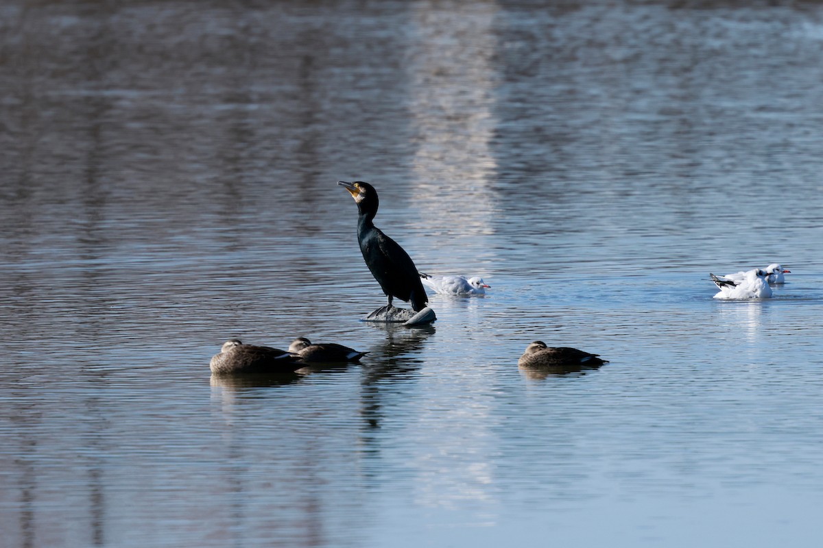 storskarv - ML647115610