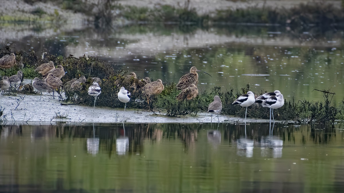 Кульон американський - ML647115612